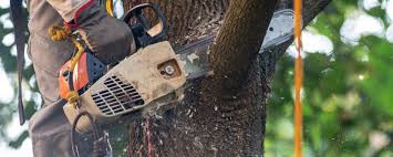 Best Tree Removal  in San Ramon, CA