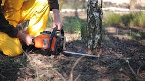 Best Hazardous Tree Removal  in San Ramon, CA