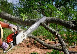 Best Emergency Tree Removal  in San Ramon, CA