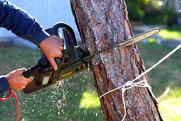 Best Tree Preservation Services  in San Ramon, CA