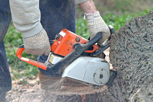 Lawn Pest Prevention in San Ramon, CA