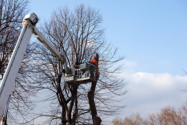 Best Tree Trimming and Pruning  in San Ramon, CA