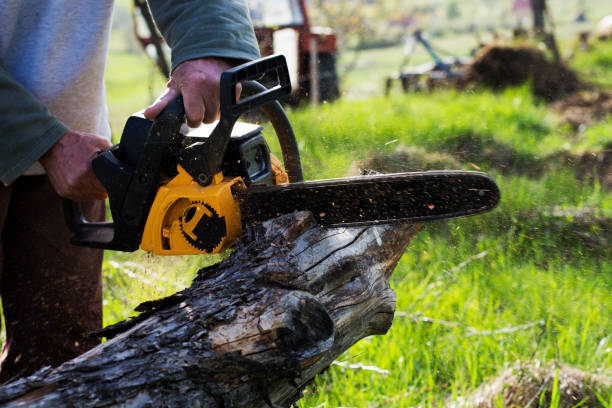 Best Tree Removal  in San Ramon, CA