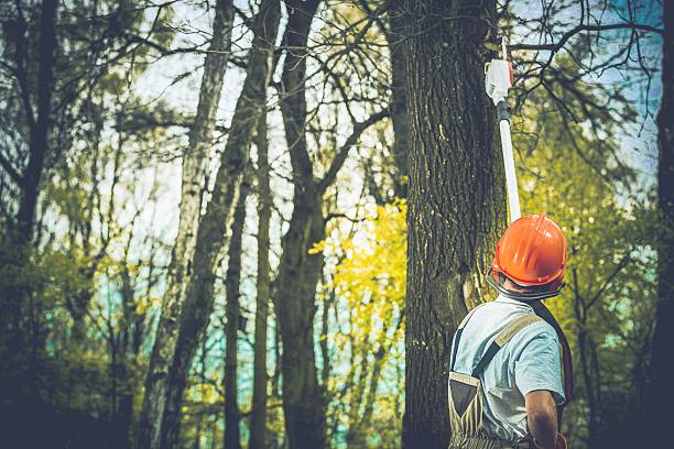 Best Utility Line Clearance  in San Ramon, CA